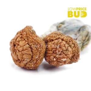Buy Mushrooms – Penis Envy #6 online Canada