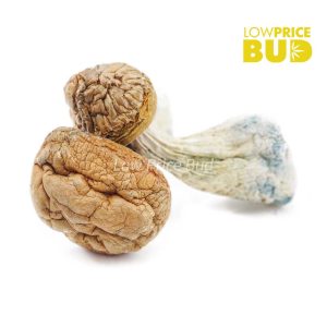Buy Mushrooms – Texas Penis Envy online Canada