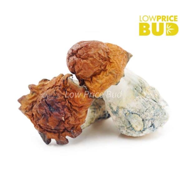 Buy Mushrooms – Texas Yellow Cap online Canada