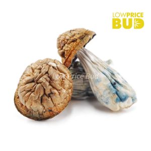 Buy Mushrooms – Tidal Wave online Canada