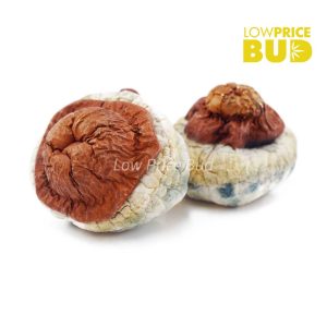 Buy Mushrooms – Wollongong online Canada