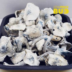Buy Mushrooms – Albino Jedi Mind Fuck online Canada