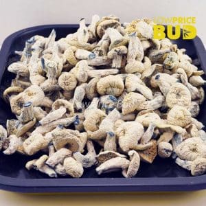 Buy Mushrooms – Albino Penis Envy online Canada