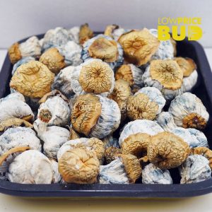 Buy Mushrooms – Avalanche online Canada