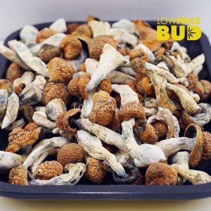 Buy Mushrooms – Blue Meanies online Canada