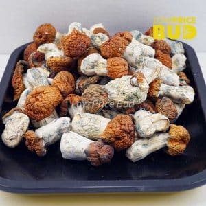 Buy Mushrooms – Blue Pulaski online Canada