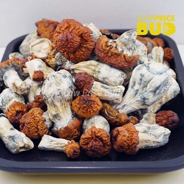 Buy Mushrooms – Bluey Vuitton online Canada