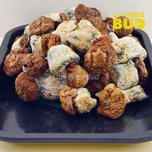 Buy Mushrooms – Dino Eggs online Canada