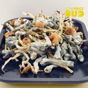 Buy Mushrooms – Jedi Mindfuck online Canada