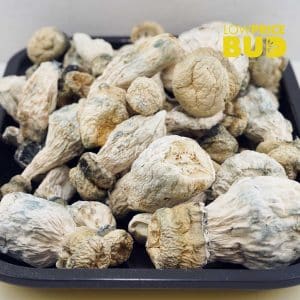 Buy Mushrooms – Leucistic online Canada