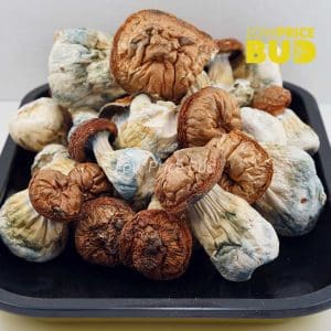 Buy Mushrooms – Makilla Gorilla online Canada