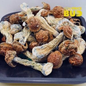 Buy Mushrooms – Penis Envy #6 online Canada