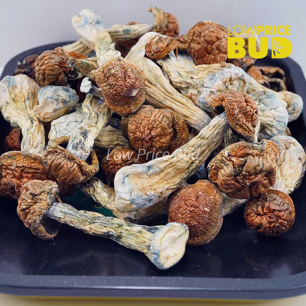 Buy Mushrooms – Penis Envy #6 online Canada