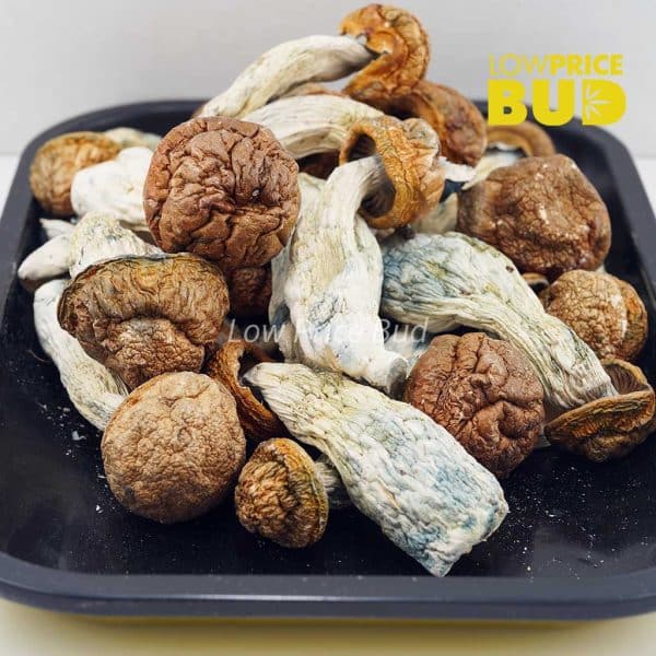 Buy Mushrooms – Texas Penis Envy online Canada