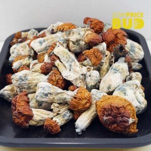 Buy Mushrooms – Texas Yellow Cap online Canada