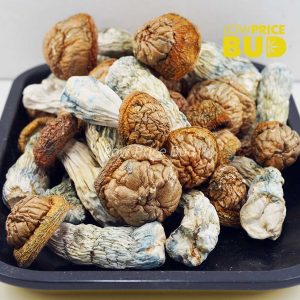 Buy Mushrooms – Tidal Wave online Canada
