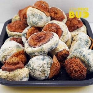 Buy Mushrooms – Wollongong online Canada