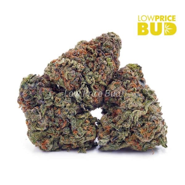 Buy Wedding Crasher (AA) online Canada