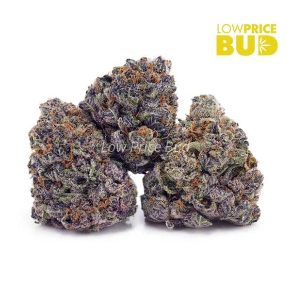 Buy Purple Urkle (AAAA) online Canada