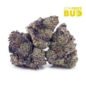Buy Purple Dream (AAAA) online Canada