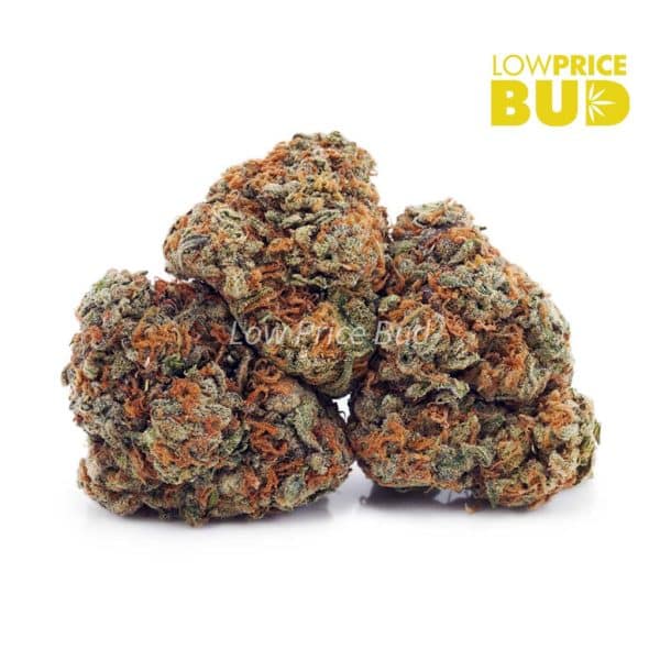Buy Biscotti Pie (AA) online Canada