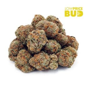 Buy Biscotti Pie (AA) online Canada