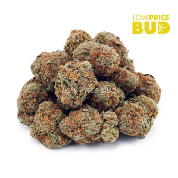 Buy Biscotti Pie (AA) online Canada