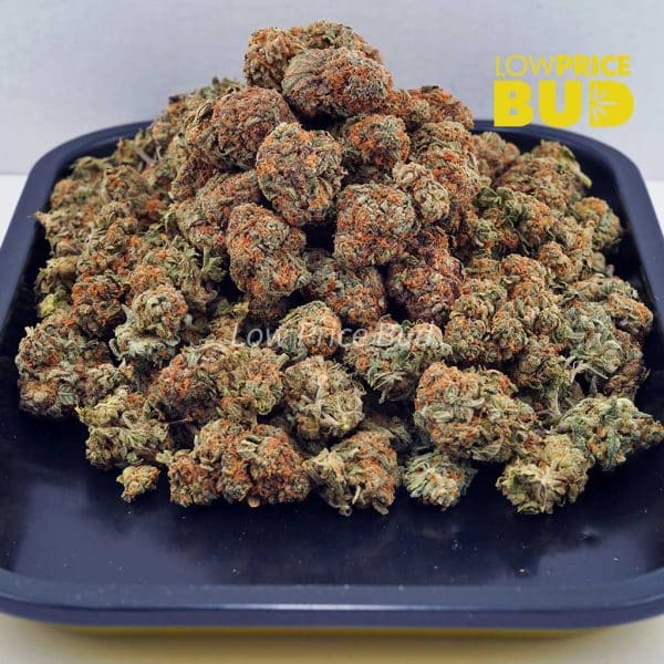 Buy Biscotti Pie (AA) online Canada