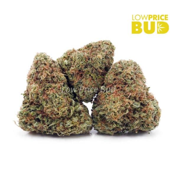 Buy Grease Monkey (AA) online Canada