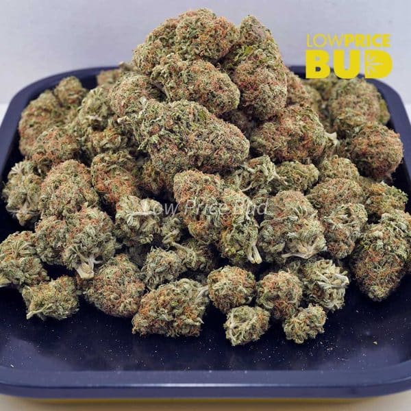 Buy Grease Monkey (AA) online Canada