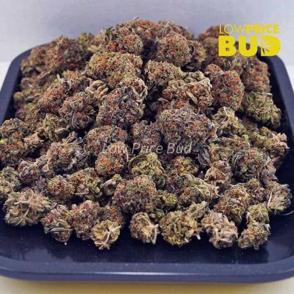 Buy Slurricane (AAA) online Canada