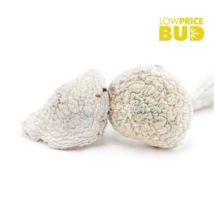 Buy Mushrooms – Albino Jedi Mind Fuck online Canada