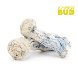 Buy Mushrooms – Albino Penis Envy online Canada