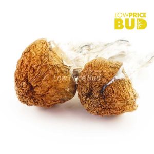 Buy Mushrooms – Avalanche online Canada