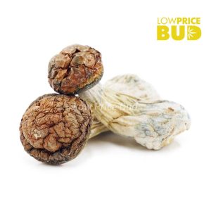 Mushrooms – Tidal Wave Buy Mushrooms – Tidal Wave online Canada