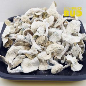Buy Mushrooms – Albino Jedi Mind Fuck online Canada