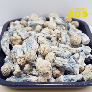Mushrooms – Albino Penis Envy Buy Mushrooms – Albino Penis Envy online Canada