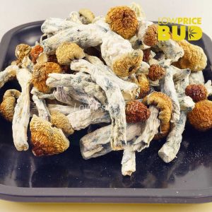 Buy Mushrooms – Avalanche online Canada