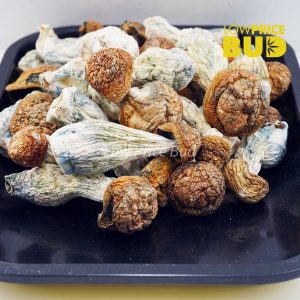 Mushrooms – Tidal Wave Buy Mushrooms – Tidal Wave online Canada