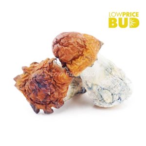 Buy Mushrooms – Texas Yellow Cap online Canada