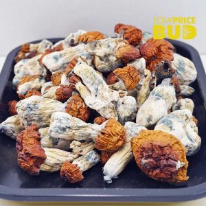 Buy Mushrooms – Texas Yellow Cap online Canada