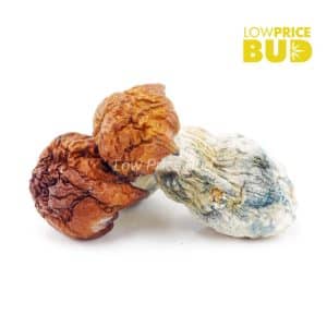 Buy Mushrooms – Bluey Vuitton online Canada
