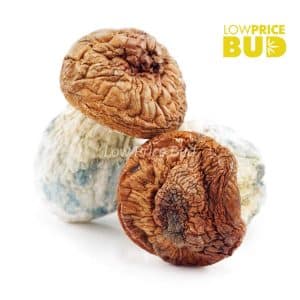 Mushrooms – Makilla Gorilla Buy Mushrooms – Makilla Gorilla online Canada