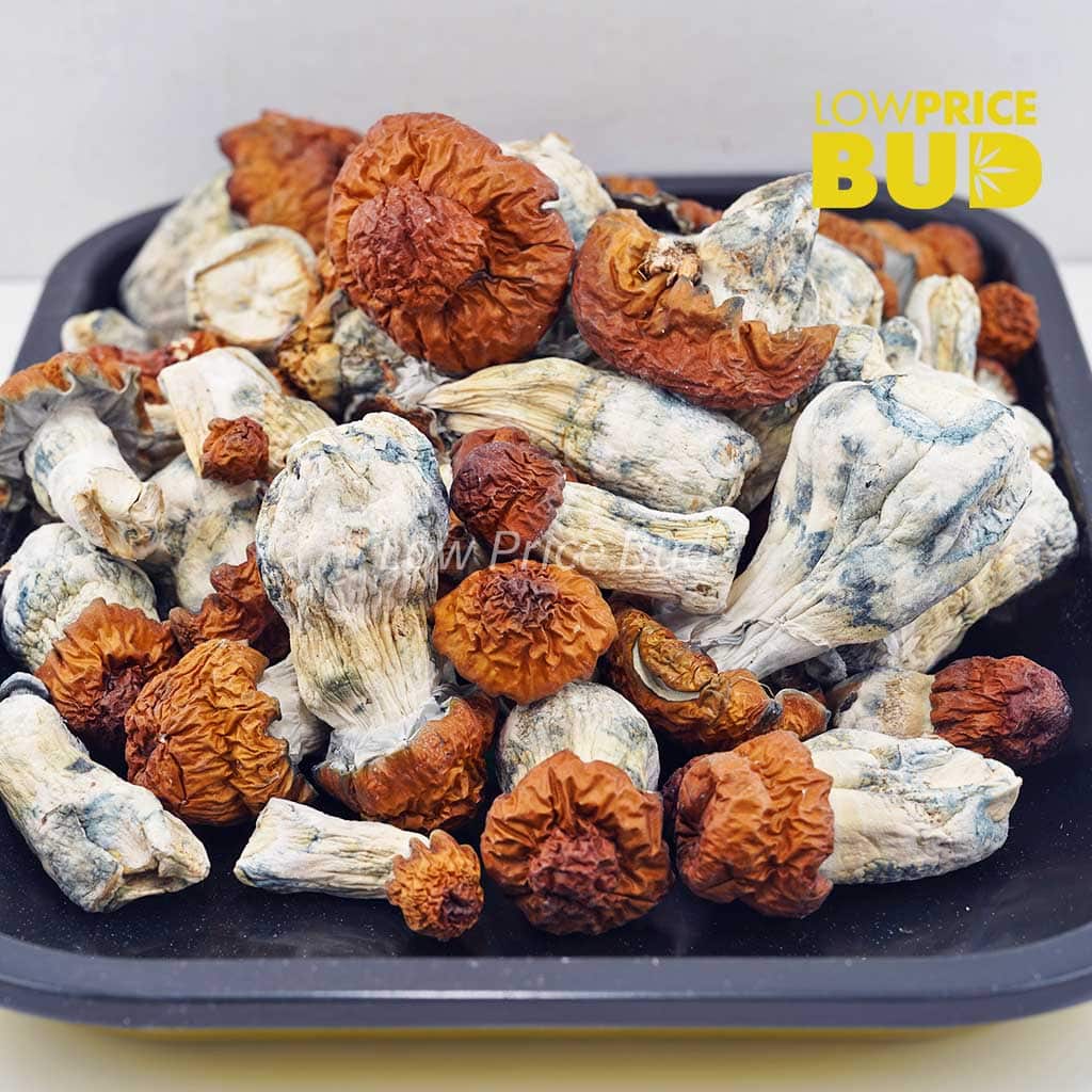 Mushrooms – Bluey Vuitton Buy Mushrooms – Bluey Vuitton online Canada