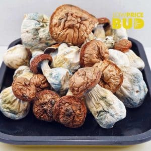 Mushrooms – Makilla Gorilla Buy Mushrooms – Makilla Gorilla online Canada