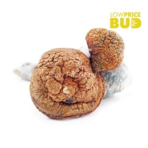 Mushrooms – Blue Meanies Buy Mushrooms – Blue Meanies online Canada