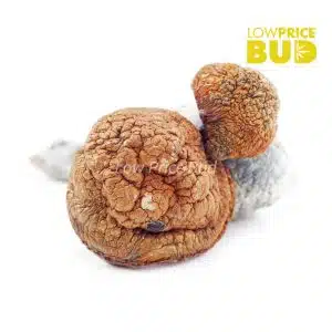 Buy Mushrooms – Blue Meanies online Canada