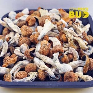 Mushrooms – Blue Meanies Buy Mushrooms – Blue Meanies online Canada