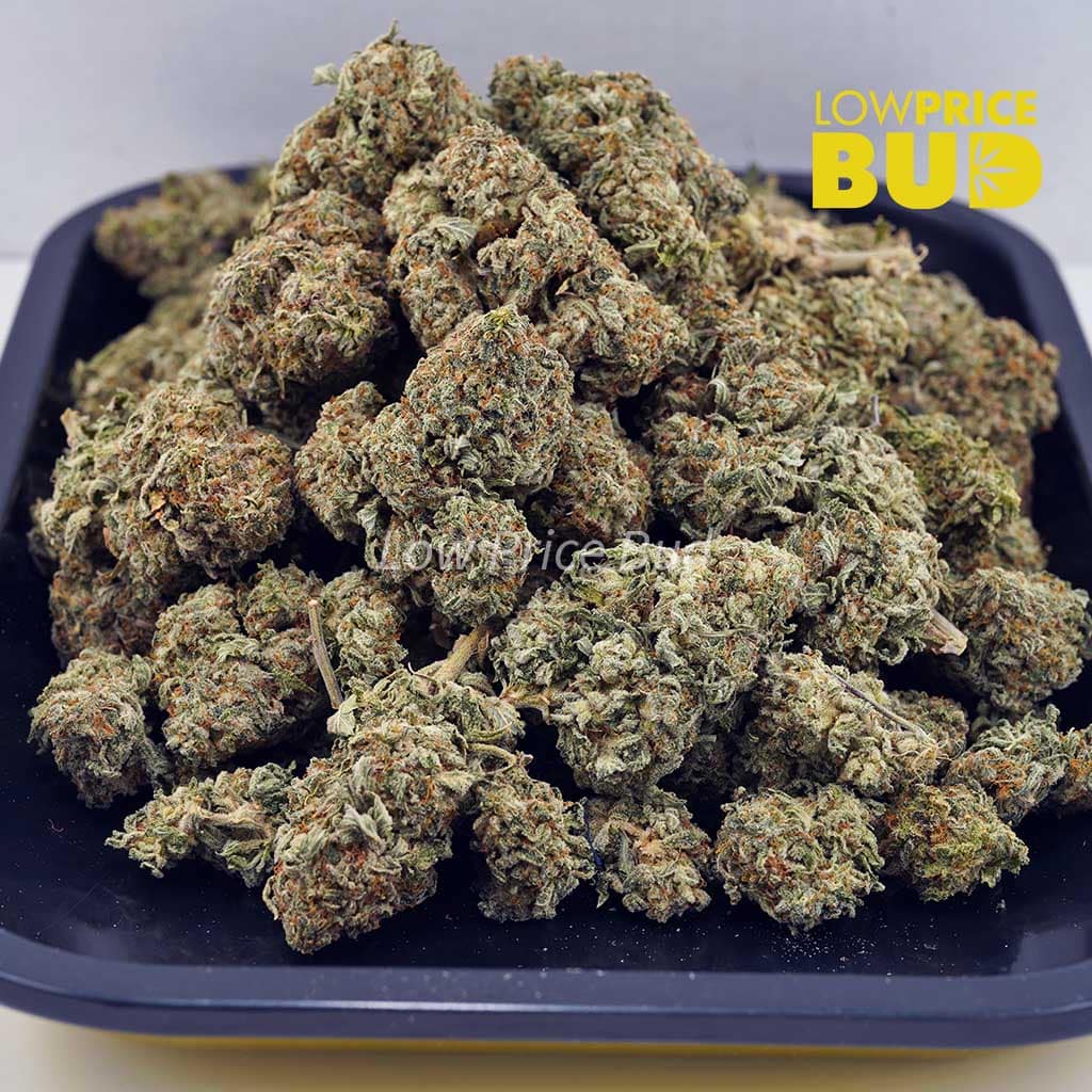 Hawaiian Snow (AA) Buy Hawaiian Snow (AA) online Canada