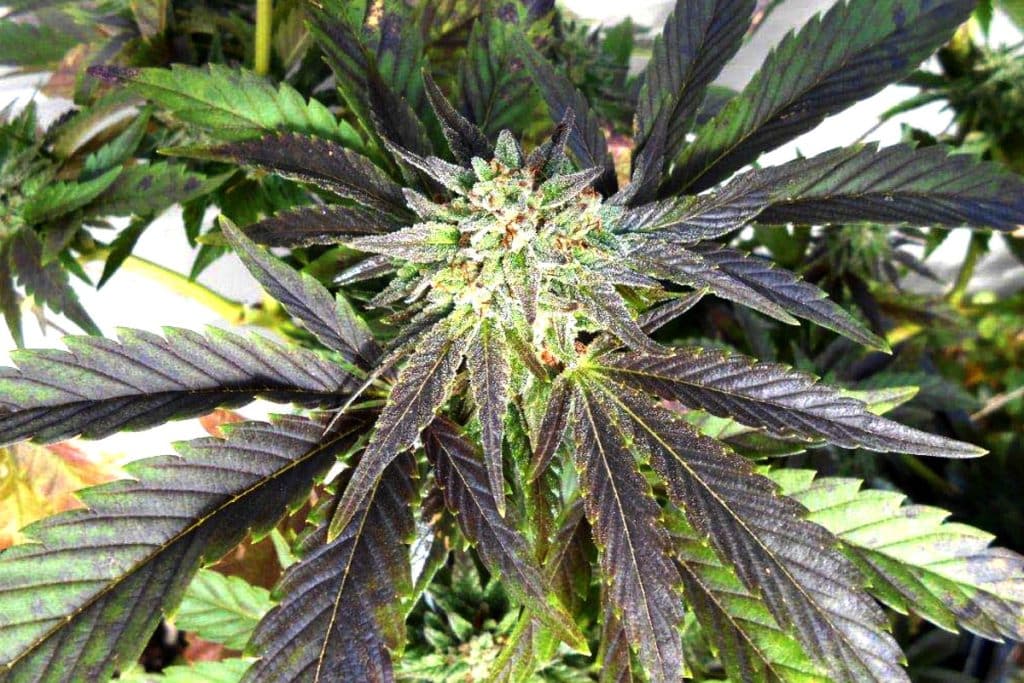 pineapple express cannabis banner